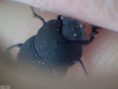 Epirinus flagellatus