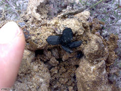 Epirinus flagellatus