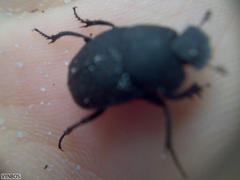 Epirinus flagellatus