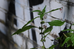 Parietaria officinalis