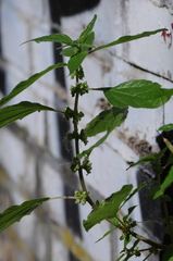 Parietaria officinalis