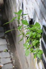 Parietaria officinalis