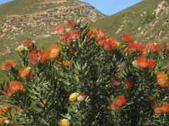 Leucospermum erubescens