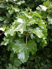 Hedera helix