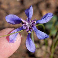 Moraea lugubris