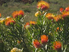 Leucospermum erubescens