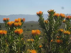 Leucospermum erubescens