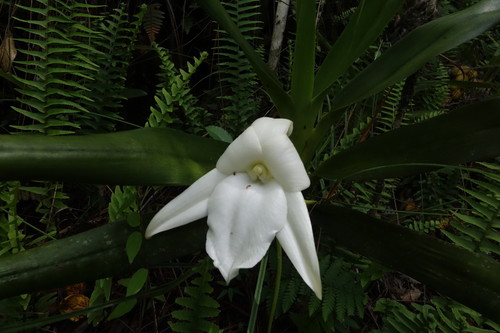 Angraecum sororium, photograph 4