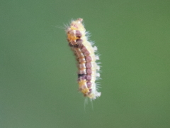 Acoloithus falsarius