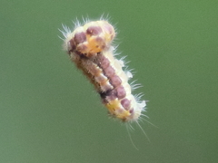 Acoloithus falsarius