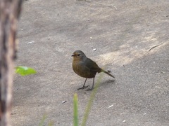 Pycnoptilus floccosus