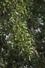 Xanthocercis zambesiaca