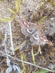 Pyrausta ostrinalis