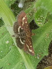Pyrausta ostrinalis