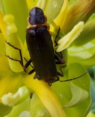 Podabrus alpinus