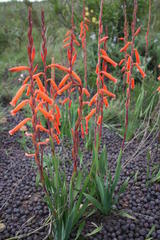 Watsonia aletroides