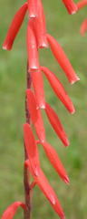 Watsonia aletroides