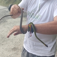 Dendrophidion clarkii