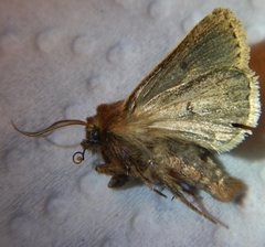 Hypocoena basistriga