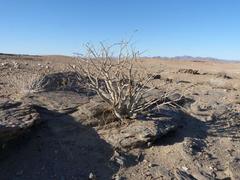 Commiphora saxicola
