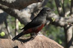 Thamnolaea cinnamomeiventris autochthones