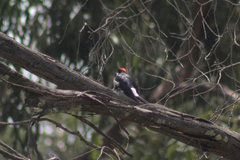 Melanerpes formicivorus