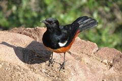 Thamnolaea cinnamomeiventris autochthones