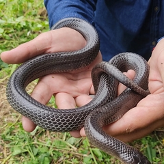 Clelia equatoriana