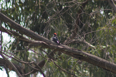 Melanerpes formicivorus