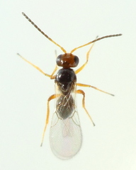 Charipinae