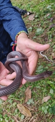 Clelia equatoriana