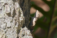 Sceloporus formosus
