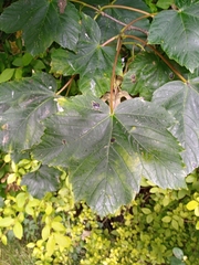 Acer pseudoplatanus