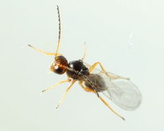 Charipinae