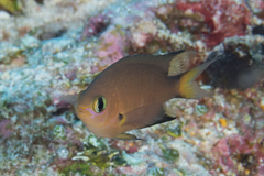 Pycnochromis atripes