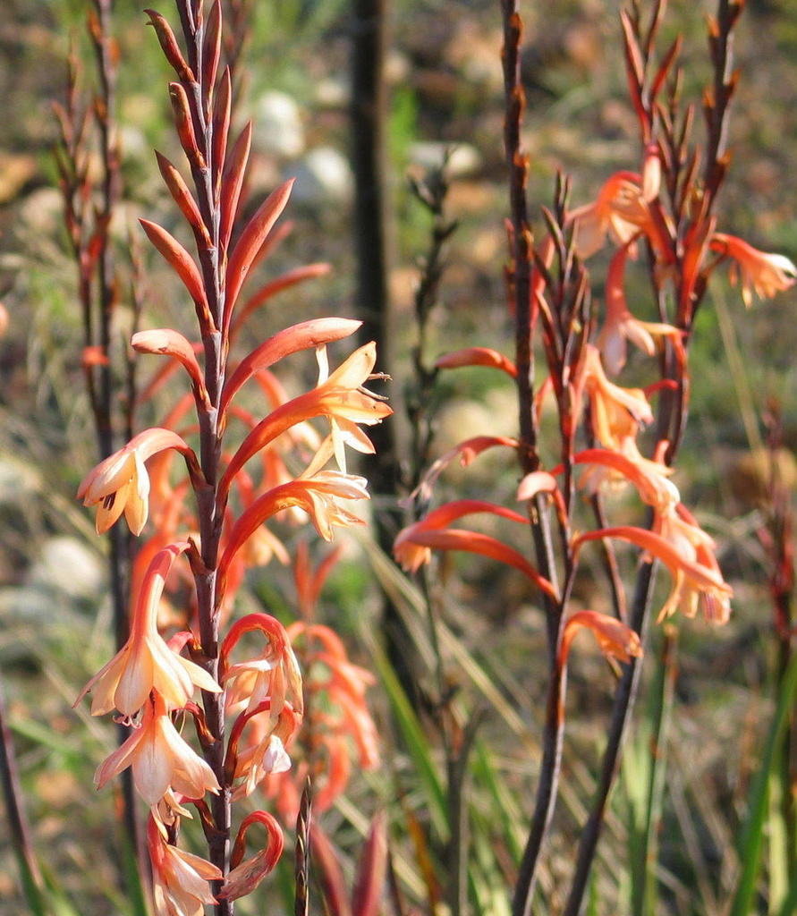Forked Watsonia