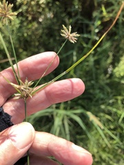 Cyperus grayi