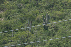 Cephalocereus fulviceps