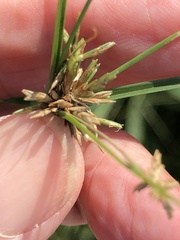 Cyperus grayi