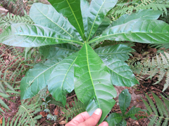 Anthocleista grandiflora