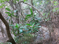 Anthocleista grandiflora