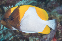 Hemitaurichthys polylepis