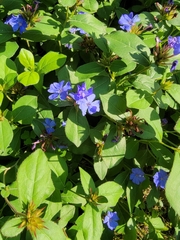 Ceratostigma