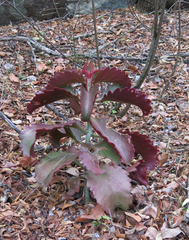 Kalanchoe sexangularis