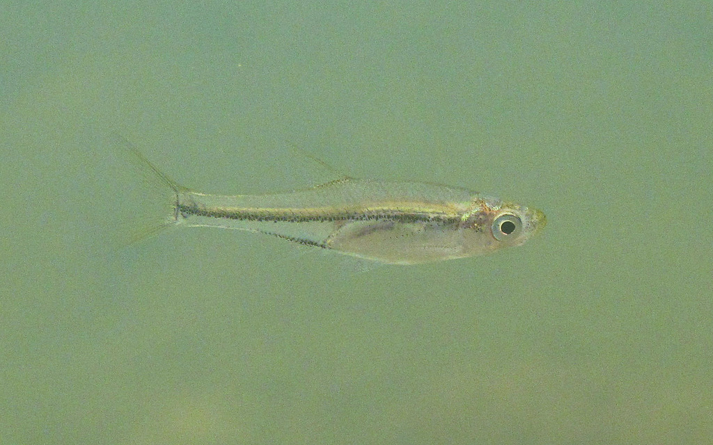 Taiwan Lesser-Bream