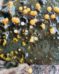 Elaeomyxa reticulospora