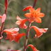 Watsonia laccata - Photo 由 Gerhard Malan 所上傳的 (c) Gerhard Malan，保留部份權利CC BY-NC