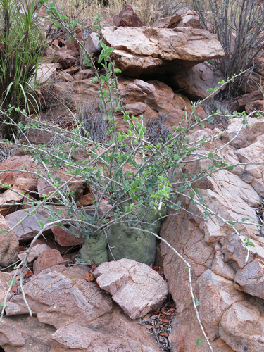 Adenia spinosa