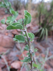 Adenia spinosa