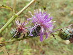 Serratula tinctoria